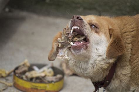 What to Do If Your Dog Swallowed a Chicken Bone Whole